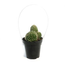 Load image into Gallery viewer, Cactus, 9cm, Neobuxbaumia Euphorbioides Cristata