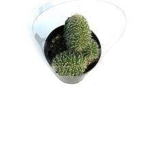 Load image into Gallery viewer, Cactus, 9cm, Neobuxbaumia Euphorbioides Cristata