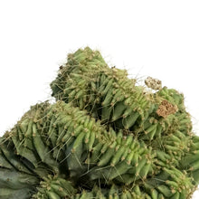 Load image into Gallery viewer, Cactus, 9cm, Myrtillocactus Indigo Wave