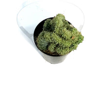 Load image into Gallery viewer, Cactus, 9cm, Myrtillocactus Indigo Wave