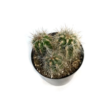 Load image into Gallery viewer, Cactus, 5in, Old Man of the Andes