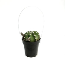 Load image into Gallery viewer, Cactus, 5in, Espostoa Guentheri