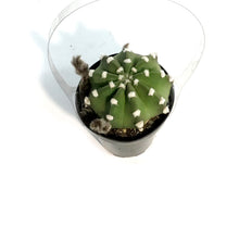 Load image into Gallery viewer, Cactus, 5in, Espostoa Guentheri