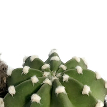 Load image into Gallery viewer, Cactus, 5in, Espostoa Guentheri