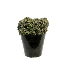 Load image into Gallery viewer, Cactus, 5in, Cereus peruvianus 'Petra'