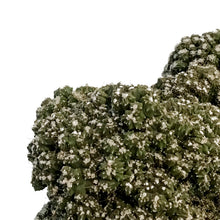 Load image into Gallery viewer, Cactus, 5in, Cereus peruvianus 'Petra'