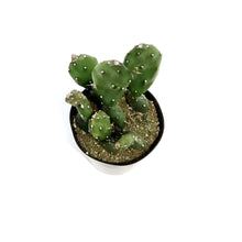 Load image into Gallery viewer, Cactus, 5in, Opuntia Quimilo