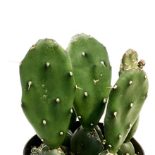 Load image into Gallery viewer, Cactus, 5in, Opuntia Quimilo