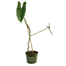 Load image into Gallery viewer, Philodendron, 6in, Paraiso Verde