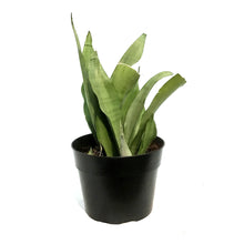 Load image into Gallery viewer, Sansevieria, 8in, Moonshine