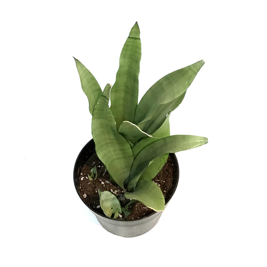 Sansevieria, 8in, Moonshine