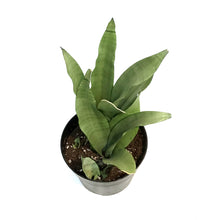 Load image into Gallery viewer, Sansevieria, 8in, Moonshine