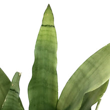 Load image into Gallery viewer, Sansevieria, 8in, Moonshine
