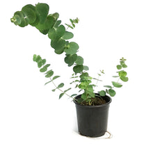 Load image into Gallery viewer, Eucalyptus, 4in, Silver Dollar