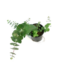 Load image into Gallery viewer, Eucalyptus, 4in, Silver Dollar