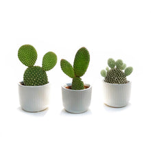 Load image into Gallery viewer, 2in, Cactus, Ceramic pot