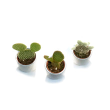 Load image into Gallery viewer, 2in, Cactus, Ceramic pot