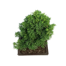 Load image into Gallery viewer, Bonsai, 10in, Juniper