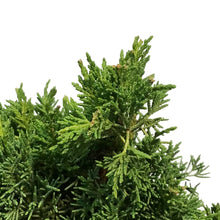 Load image into Gallery viewer, Bonsai, 10in, Juniper
