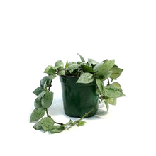 Load image into Gallery viewer, Hoya, 4in, Eskimo