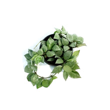 Load image into Gallery viewer, Hoya, 4in, Eskimo
