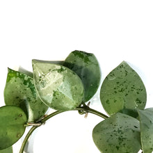 Load image into Gallery viewer, Hoya, 4in, Eskimo