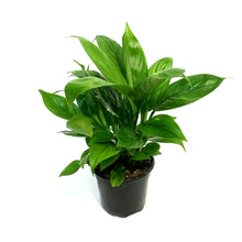 Load image into Gallery viewer, Spathiphyllum, 4in, MojoPeace Lily