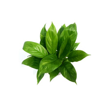 Load image into Gallery viewer, Spathiphyllum, 4in, MojoPeace Lily