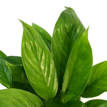 Load image into Gallery viewer, Spathiphyllum, 4in, MojoPeace Lily