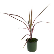 Load image into Gallery viewer, Cordyline, 4in, Southern Spledor