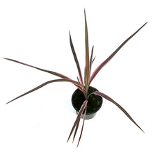 Load image into Gallery viewer, Cordyline, 4in, Southern Spledor