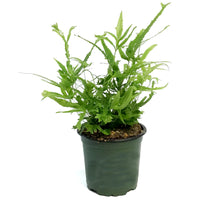 Load image into Gallery viewer, Fern, 4in, Wimsettii