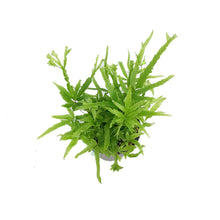 Load image into Gallery viewer, Fern, 4in, Wimsettii