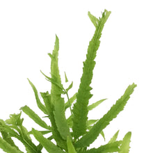 Load image into Gallery viewer, Fern, 4in, Wimsettii