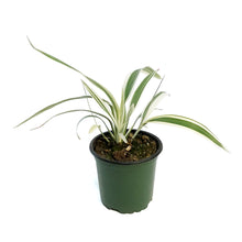 Load image into Gallery viewer, Phormium, 4in,Flax, Variegated