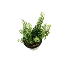 Load image into Gallery viewer, Lipstick Plant, 4in , Twister