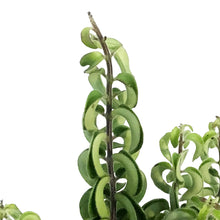 Load image into Gallery viewer, Lipstick Plant, 4in , Twister
