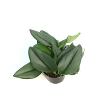 Load image into Gallery viewer, Scindapsus, 4in, Treubii Moonlight