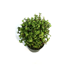 Load image into Gallery viewer, Bonsai, 6in, Jade