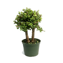 Load image into Gallery viewer, Bonsai, 6in, Jade