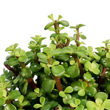 Load image into Gallery viewer, Bonsai, 6in, Jade