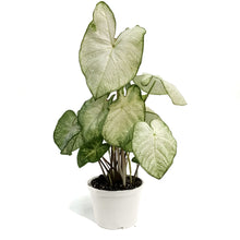 Load image into Gallery viewer, Caladium, 6in, White Christmas