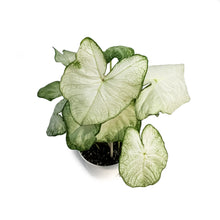 Load image into Gallery viewer, Caladium, 6in, White Christmas