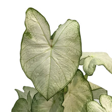 Load image into Gallery viewer, Caladium, 6in, White Christmas