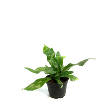 Load image into Gallery viewer, Fern, 2.5in, Crocodile