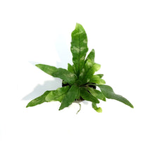 Load image into Gallery viewer, Fern, 2.5in, Crocodile