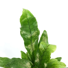 Load image into Gallery viewer, Fern, 2.5in, Crocodile