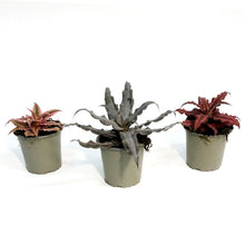 Load image into Gallery viewer, Cryptanthus, 2.5in,