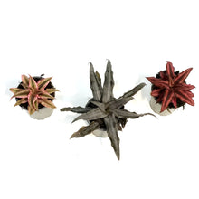 Load image into Gallery viewer, Cryptanthus, 2.5in,
