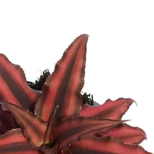 Load image into Gallery viewer, Cryptanthus, 2.5in,